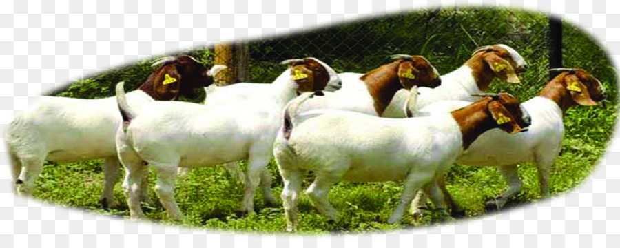 Boer goat Beef cattle Sheep u9b6fu897fu9ec3u725b - Flock forest png download - 2783*1078 - Free Transparent Boer Goat png Download.
