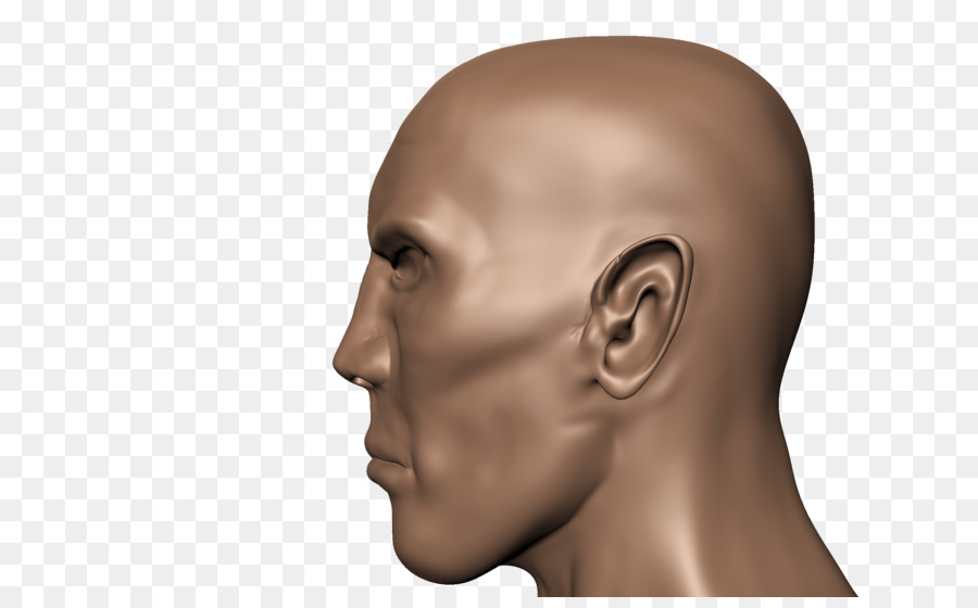 Human head Face Human body Skull - side view png download - 900*550 - Free Transparent Human Head png Download.
