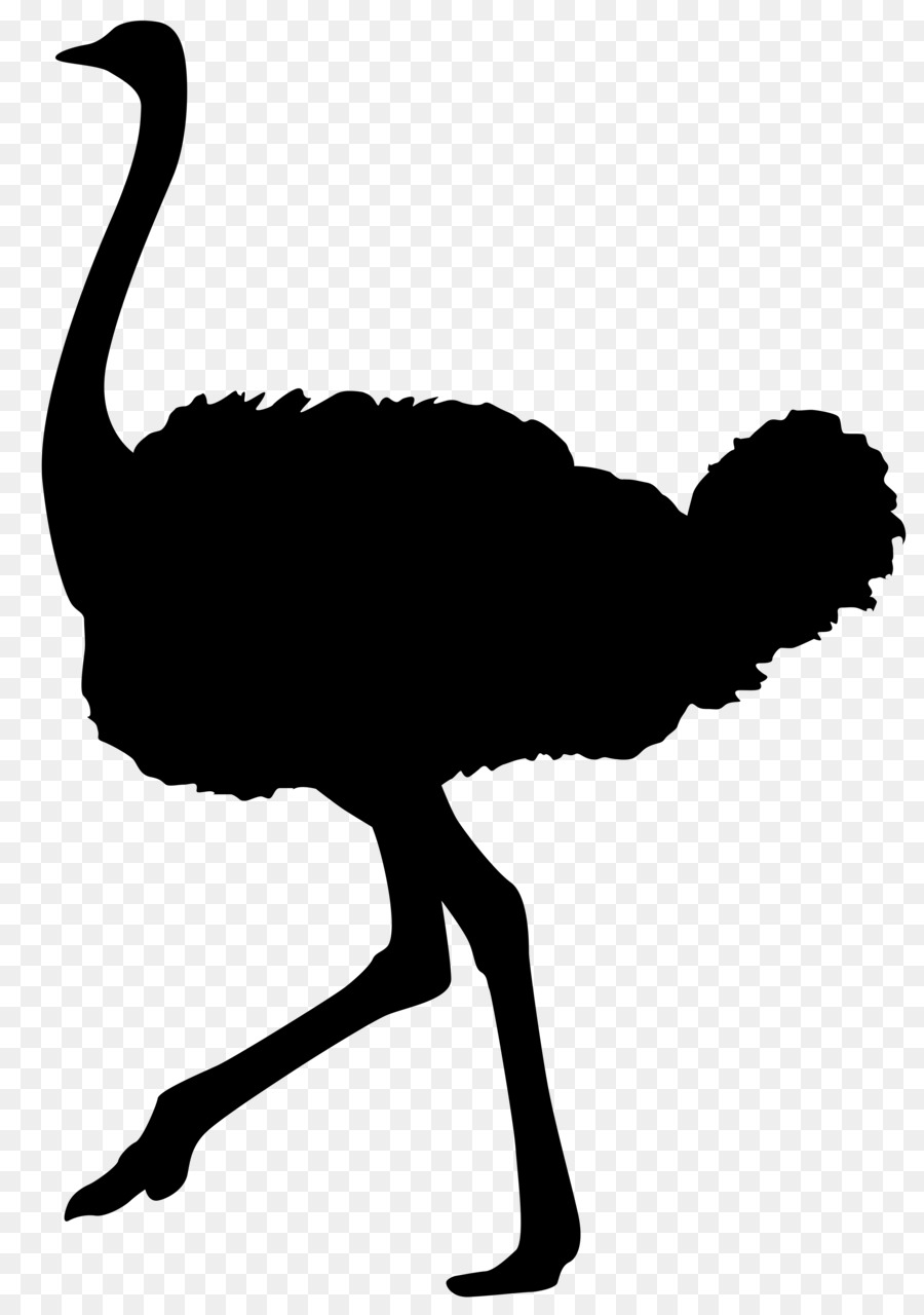 Common ostrich Bird Silhouette - animal silhouettes png download - 5629*8000 - Free Transparent Common Ostrich png Download.