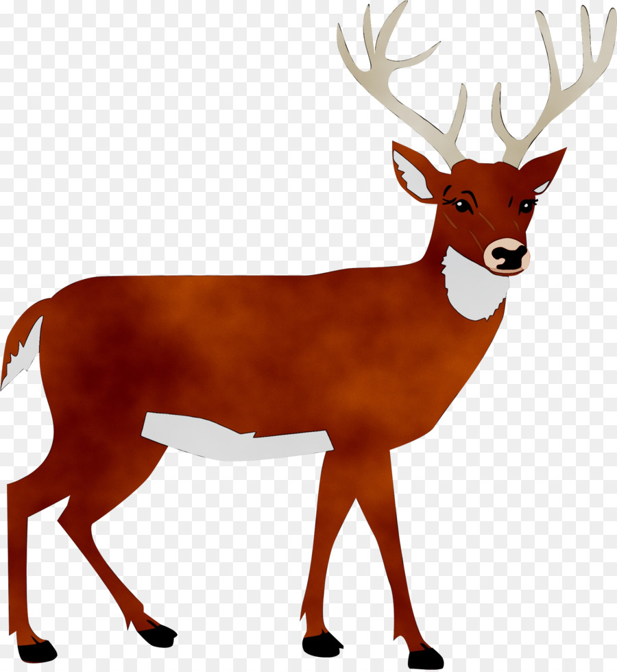 White-tailed deer Portable Network Graphics Clip art Silhouette -  png download - 1927*2092 - Free Transparent Deer png Download.