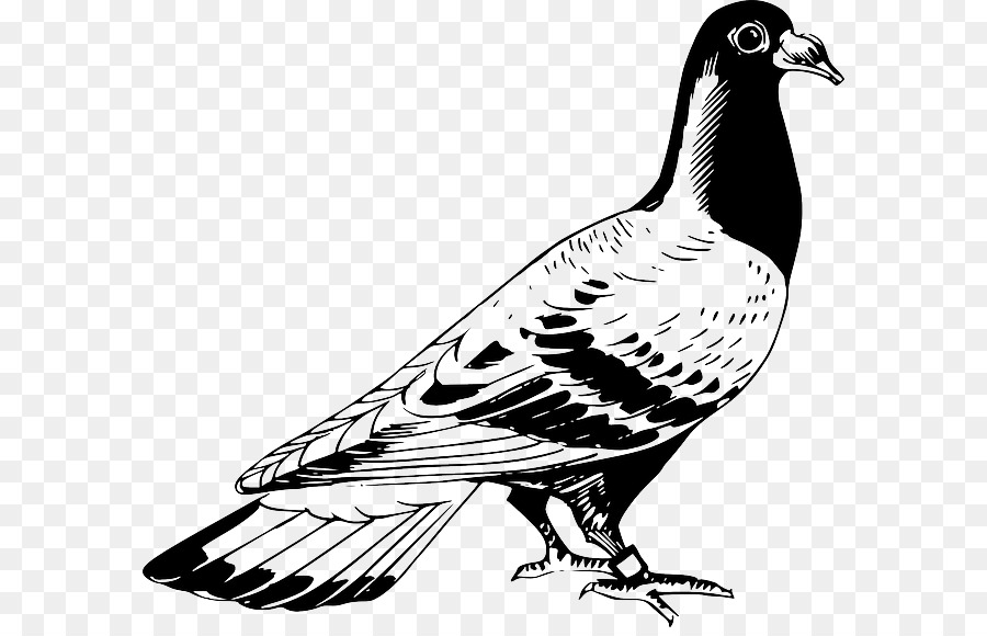 Homing pigeon English Carrier pigeon Columbidae Drawing Release dove - Silhouette png download - 640*572 - Free Transparent Homing Pigeon png Download.