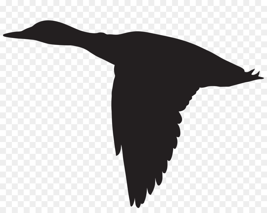 Duck Flight Goose Mallard Bird - Duck Silhouette Cliparts png download - 8000*6316 - Free Transparent Duck png Download.