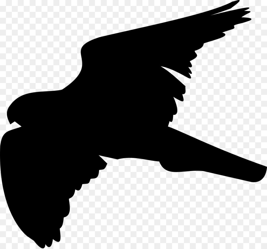 Clip art Bird of prey Red-tailed hawk -  png download - 1000*931 - Free Transparent Bird png Download.