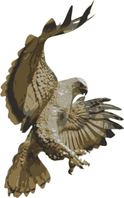 Clip art Hawk Bird Portable Network Graphics Silhouette - eagle drawing