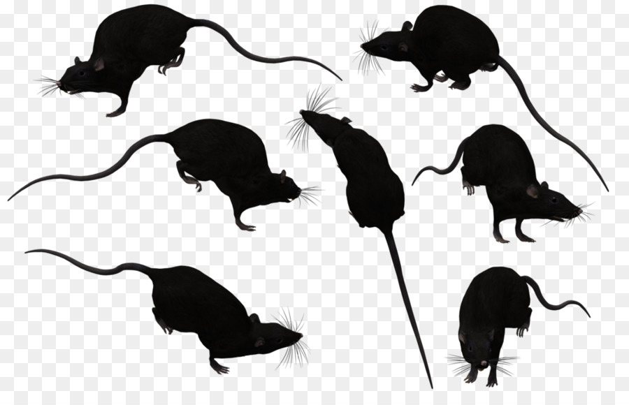 Brown rat Mouse Black rat Clip art - Rat Silhouette png download - 1024*645 - Free Transparent Brown Rat png Download.