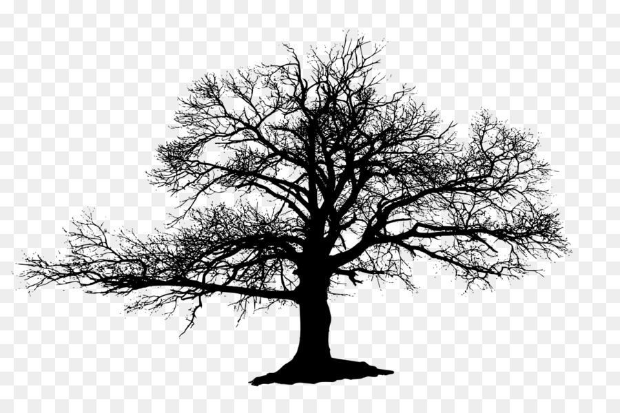 Tree Silhouette Drawing Oak - cemetery png download - 1280*853 - Free Transparent Tree png Download.
