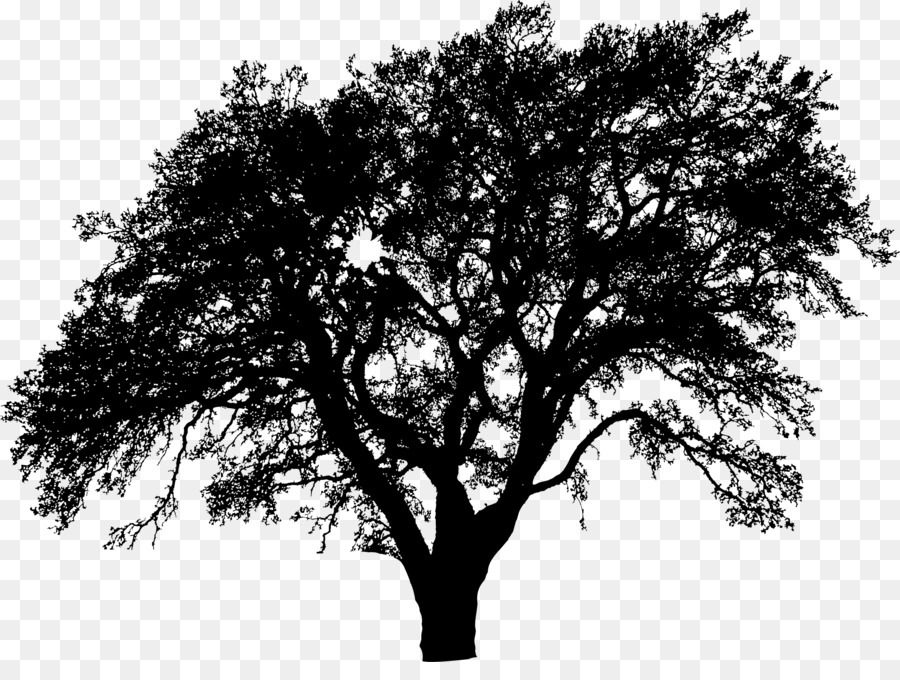 Tree Silhouette - tree vector png download - 2280*1677 - Free Transparent Tree png Download.