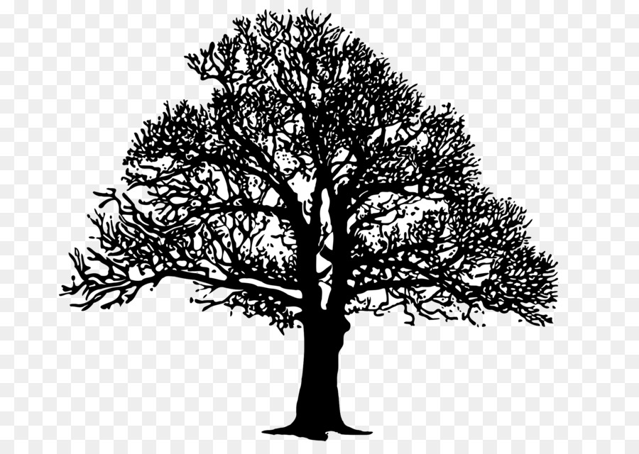 Tree Clip art - oak png download - 2400*1697 - Free Transparent Tree png Download.