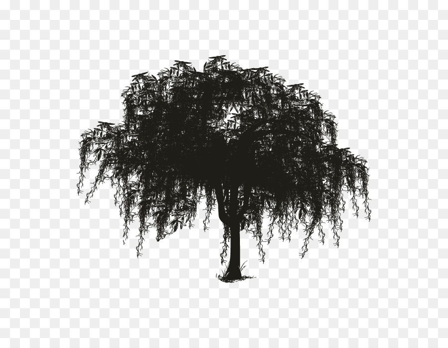 Tree Spanish moss Woody plant Silhouette - oak png download - 696*696 - Free Transparent Tree png Download.
