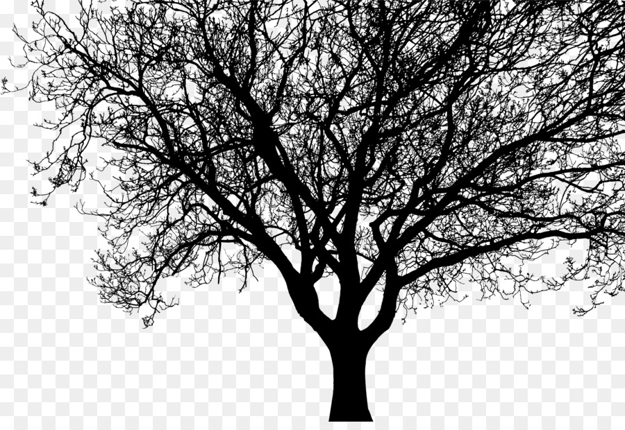 Silhouette Tree Branch Clip art - walnut png download - 2400*1620 - Free Transparent Silhouette png Download.