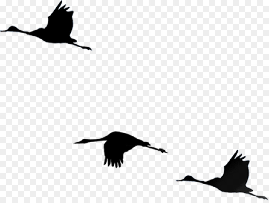 Bird Flight Cygnini - Birds silhouette png download - 1178*884 - Free Transparent Bird png Download.