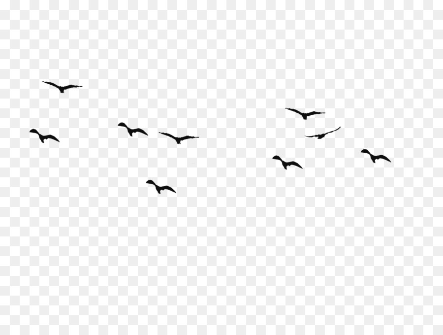 Bird flight Swallow Silhouette Drawing - Bird png download - 1167*876 - Free Transparent Bird png Download.