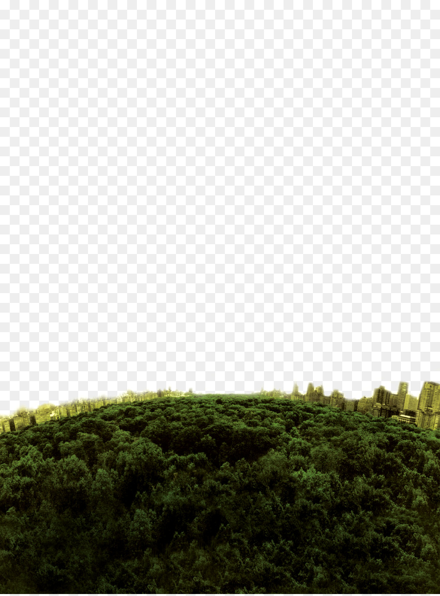 Download Silhouette - Deep forest top view png download - 2590*3500 - Free Transparent Download png Download.