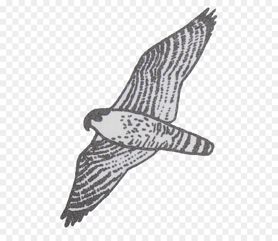 Hawk Eagle Shoe Beak Feather - bec silhouette png download - 593*765 - Free Transparent Hawk png Download.