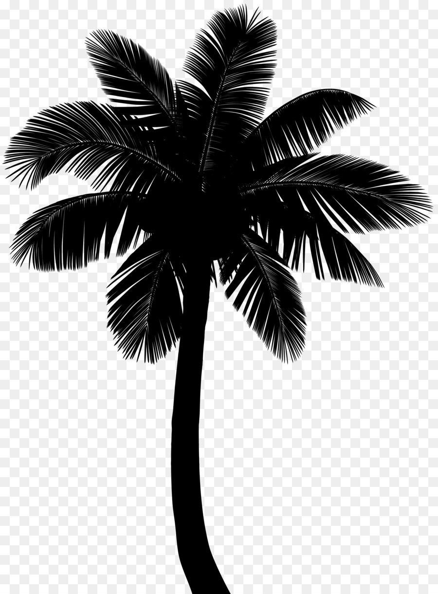 Asian palmyra palm Coconut Silhouette Borassus -  png download - 3690*5000 - Free Transparent Asian Palmyra Palm png Download.