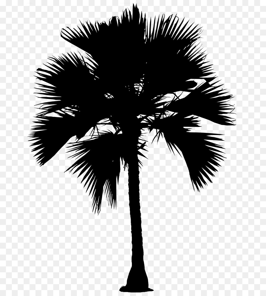 Asian palmyra palm Date palm Silhouette Palm trees Borassus -  png download - 726*996 - Free Transparent Asian Palmyra Palm png Download.
