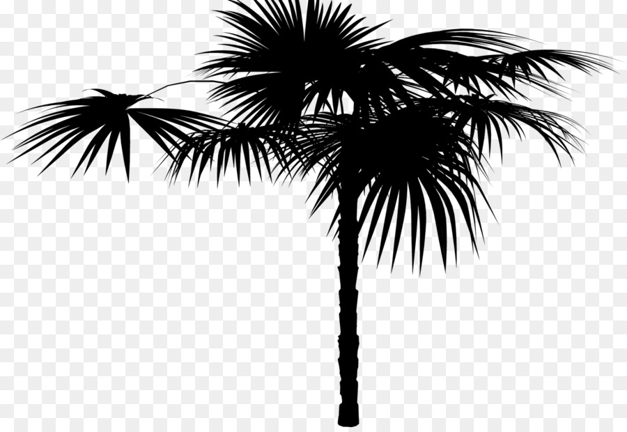 Asian palmyra palm Date palm Palm trees Silhouette Sky -  png download - 1600*1089 - Free Transparent Asian Palmyra Palm png Download.