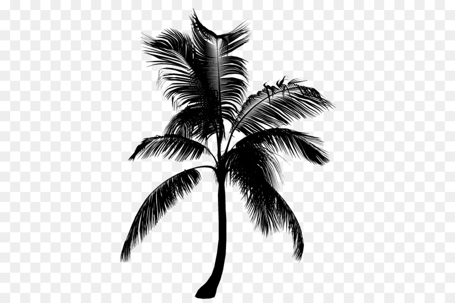 Palm trees Black & White - M Silhouette -  png download - 469*600 - Free Transparent Palm Trees png Download.