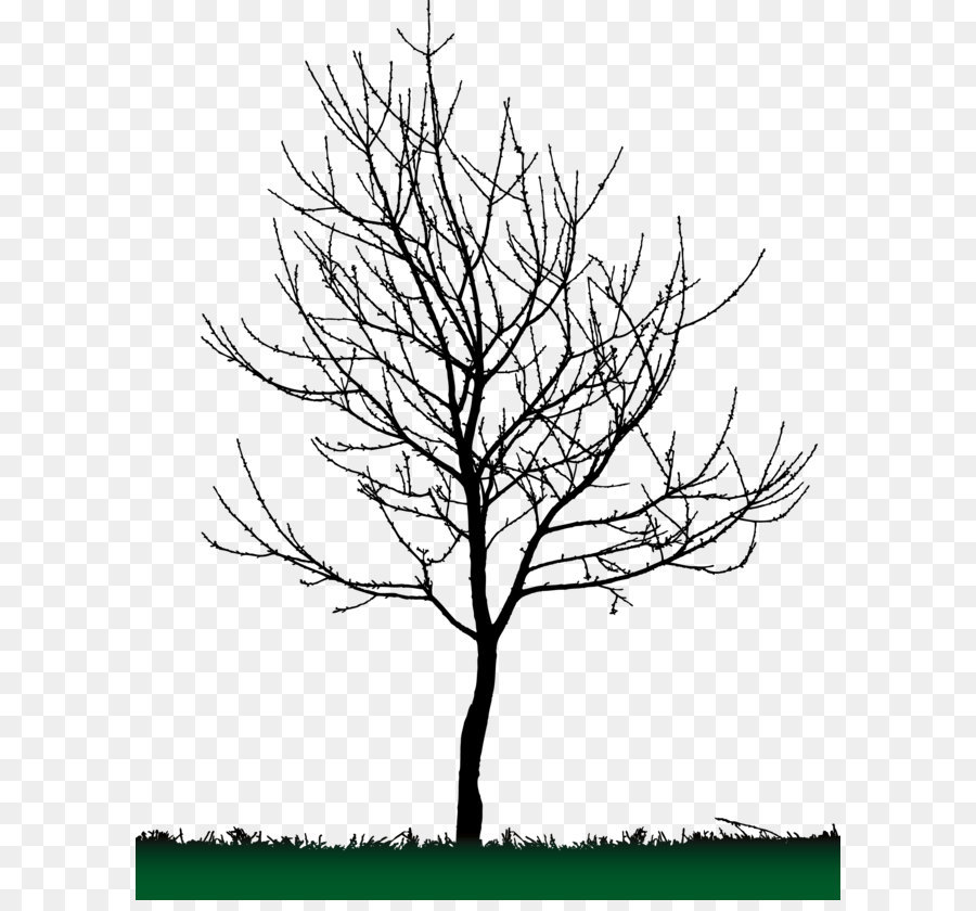 Tree Silhouette png download - 2506*3201 - Free Transparent Tree png Download.