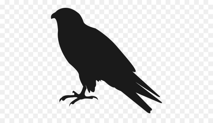 American crow Silhouette Bird - raven vector png download - 512*512 - Free Transparent American Crow png Download.