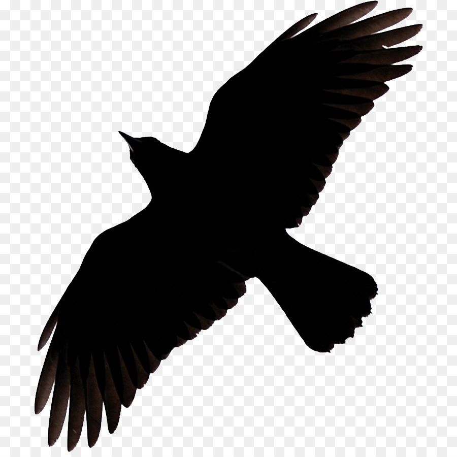 Common raven Clip art Crow Silhouette Vector graphics - raven png thick billed png download - 766*891 - Free Transparent Common Raven png Download.