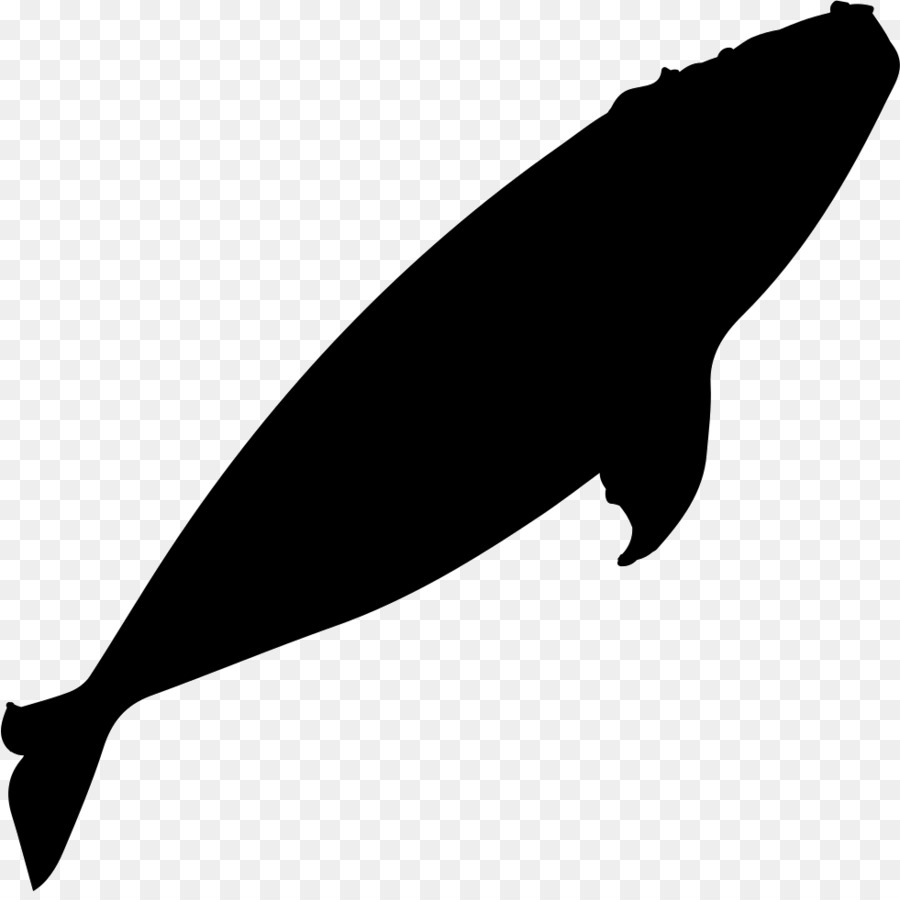 Southern right whale Whale watching Silhouette - whale png download - 981*972 - Free Transparent Whale png Download.