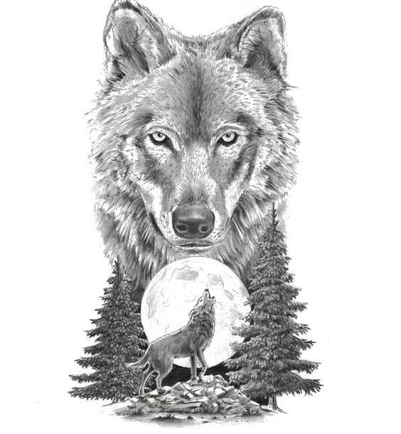 Gray Wolf Art In Motion Tattoo Studio Tattoo Artist Drawing Sketch Animal Wolf Png Download 564 611 Free Transparent Gray Wolf Png Download Clip Art Library