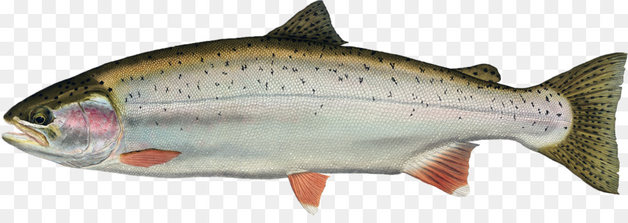 Freshwater fish Rainbow trout Animal - fish png download - 2374*818 - Free Transparent Fish png Download.