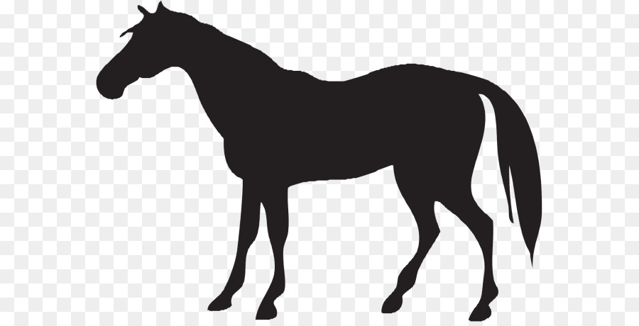 Vector graphics Andalusian horse Black Clip art Illustration - Silhouette png download - 629*454 - Free Transparent Andalusian Horse png Download.