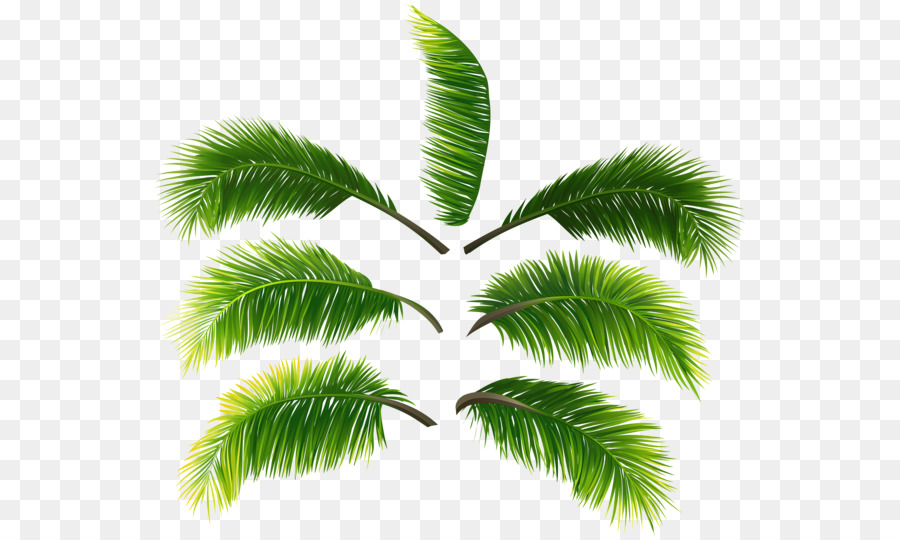 Asian palmyra palm Leaf Portable Network Graphics Clip art Palm branch - leaf png download - 600*540 - Free Transparent Asian Palmyra Palm png Download.