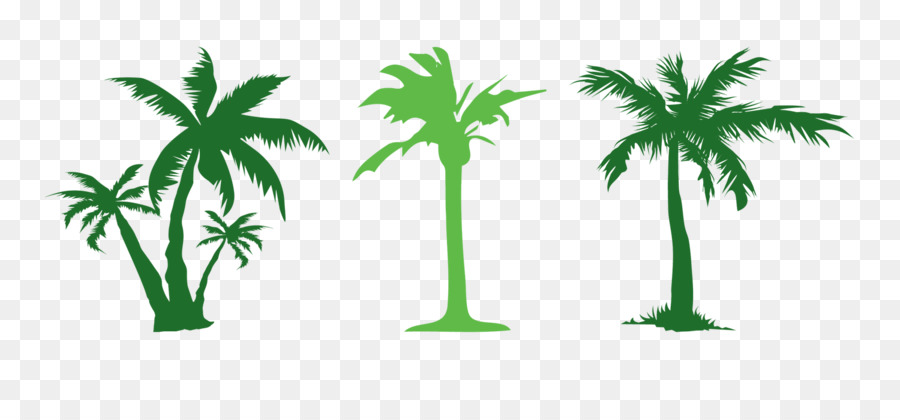 Tree Evergreen Arecaceae Clip art - Simple green coconut png download - 1500*700 - Free Transparent Tree png Download.