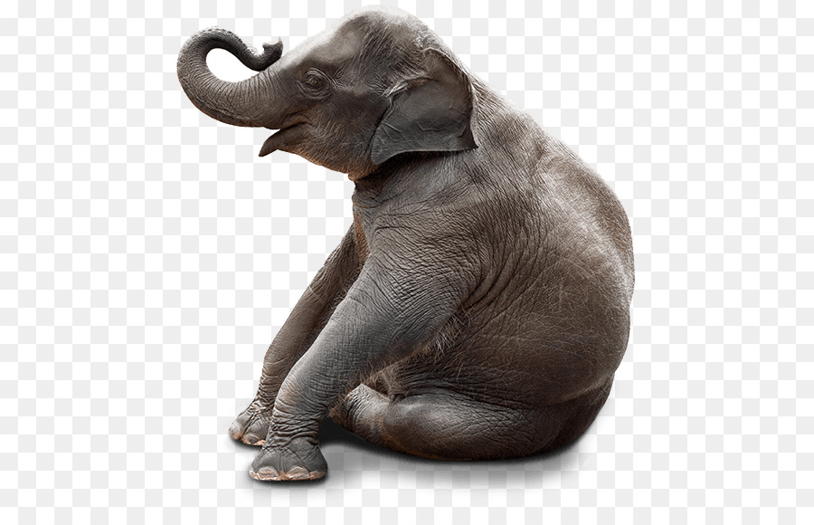 Chair Stock photography Bench Elephant Sitting - cute elephant png download - 516*561 - Free Transparent Chair png Download.