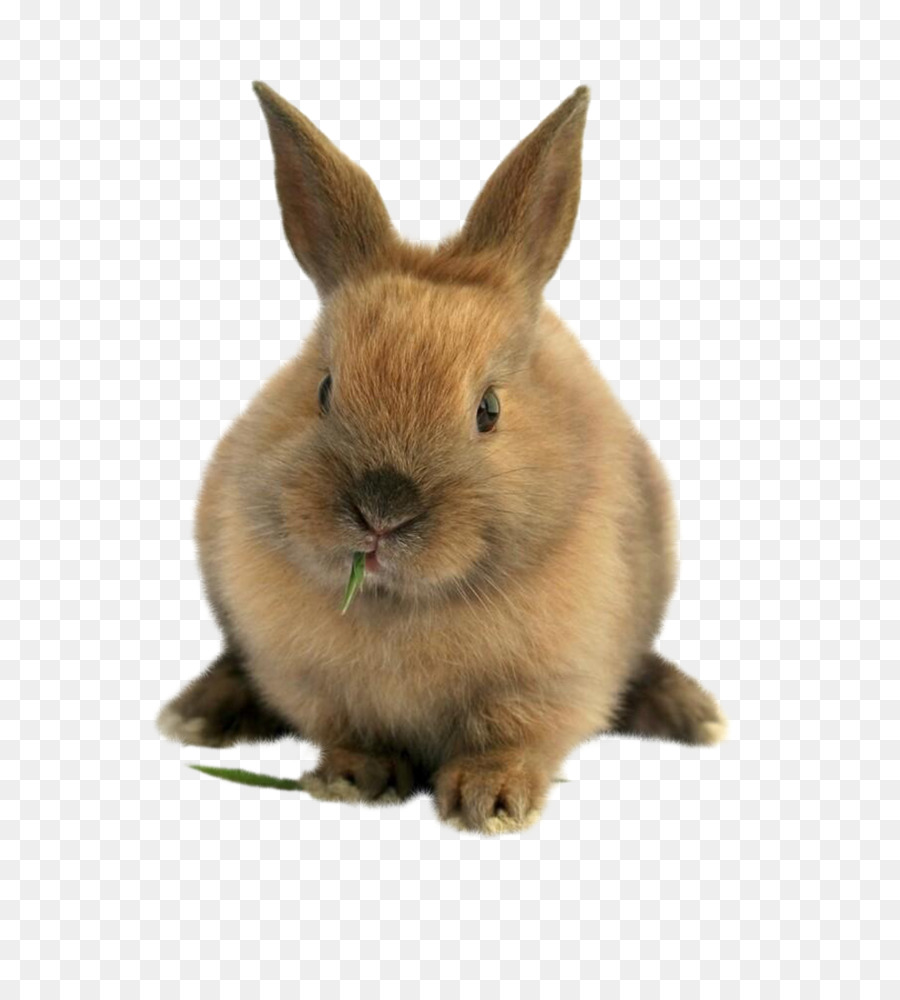 Domestic rabbit Easter Bunny Lionhead rabbit Pet sitting Hare - Cat png download - 1000*1100 - Free Transparent Domestic Rabbit png Download.