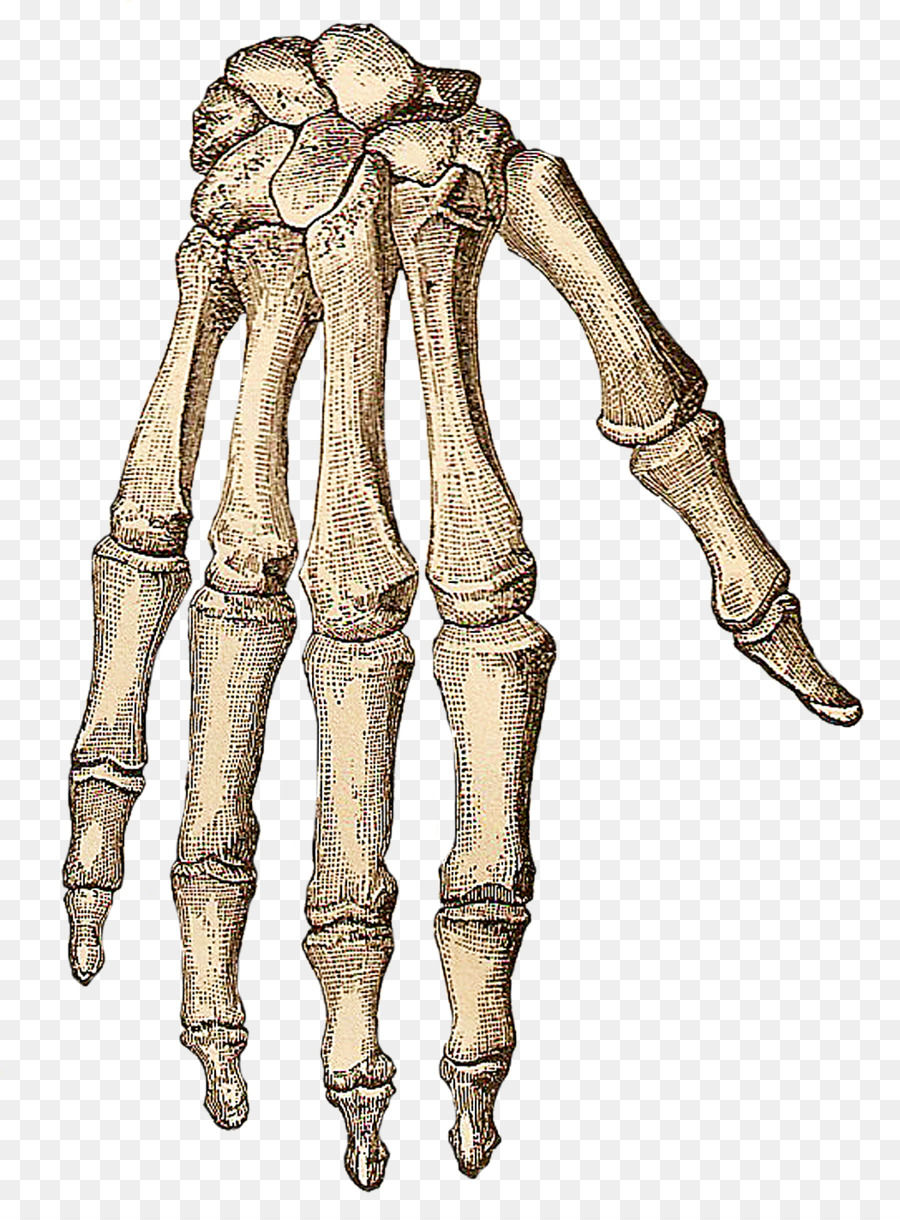 Human skeleton Hand Bone Clip art - Skeleton png download - 1050*1410 - Free Transparent Skeleton png Download.