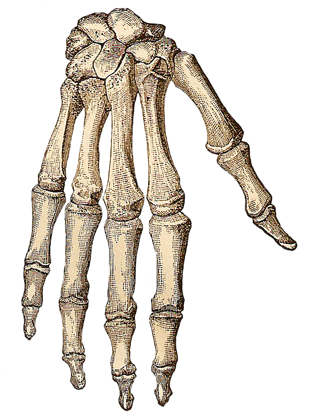 Human Skeleton Hand Bone Clip Art Skeleton Png Download 10501410