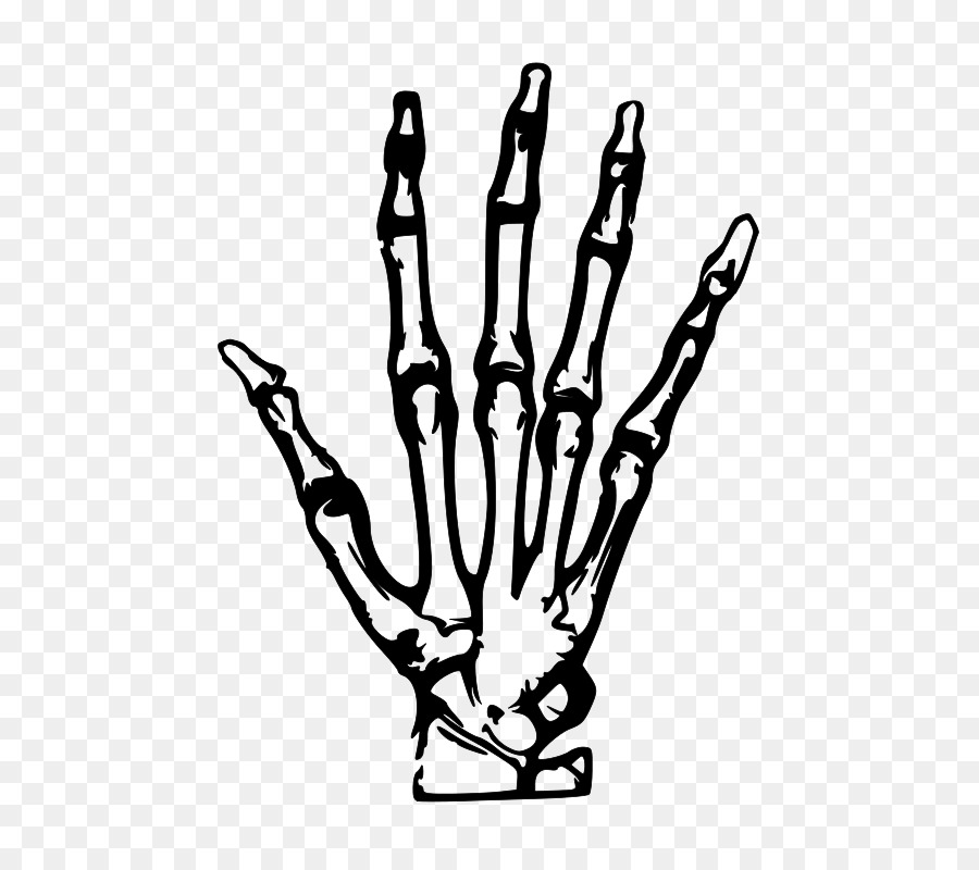 Human skeleton Hand Bone Clip art - Simple hand-painted skeleton hand png download - 566*800 - Free Transparent Human Skeleton png Download.