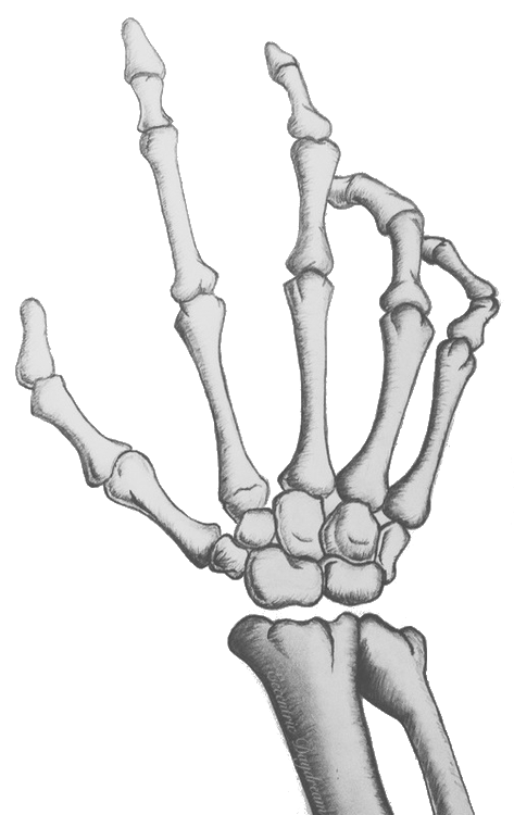 Human skeleton Skull Bone Hand - Skeleton png download - 473*750 - Free