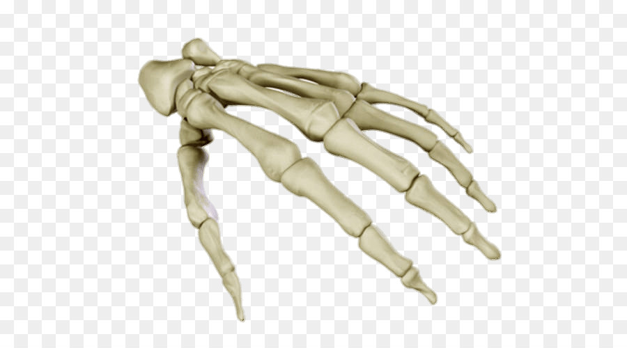 Human skeleton Anatomy Carpal bones Human body - hand png download - 676*500 - Free Transparent Human Skeleton png Download.