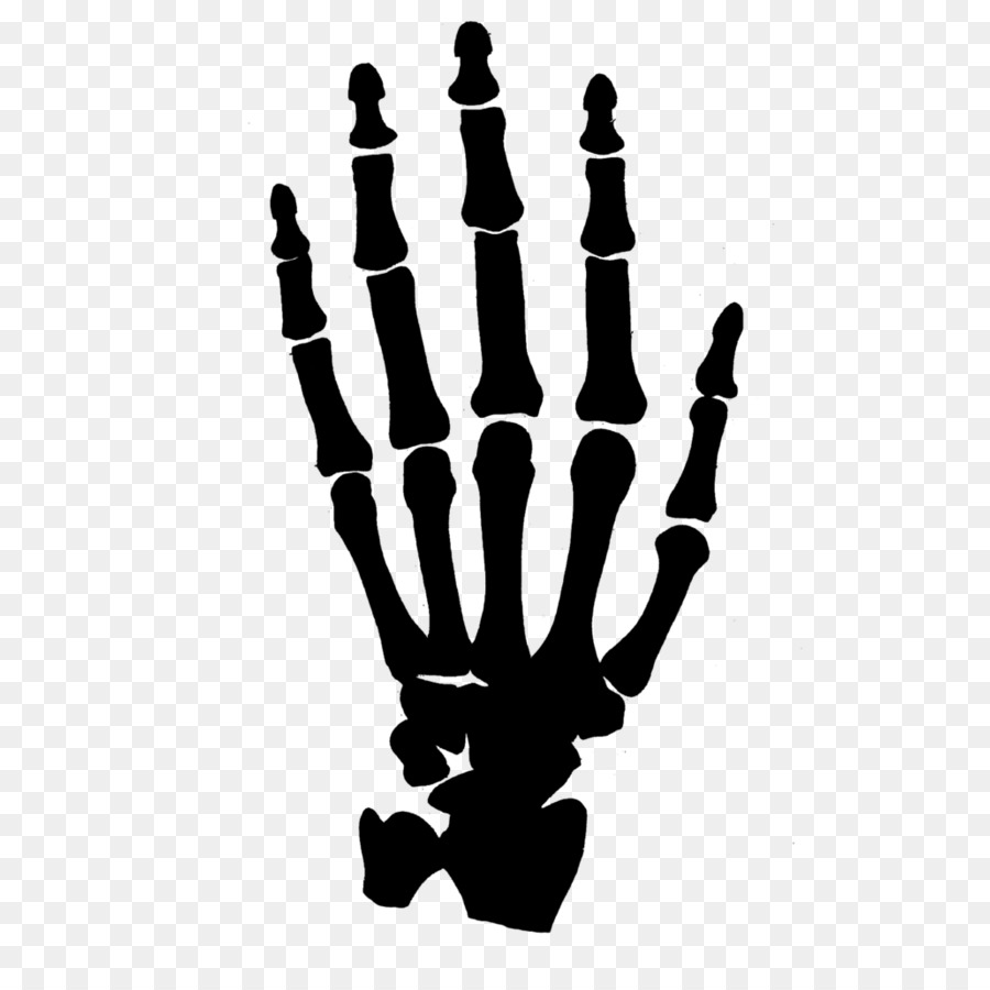 Human skeleton Hand Clip art - bones png download - 894*894 - Free Transparent Human Skeleton png Download.