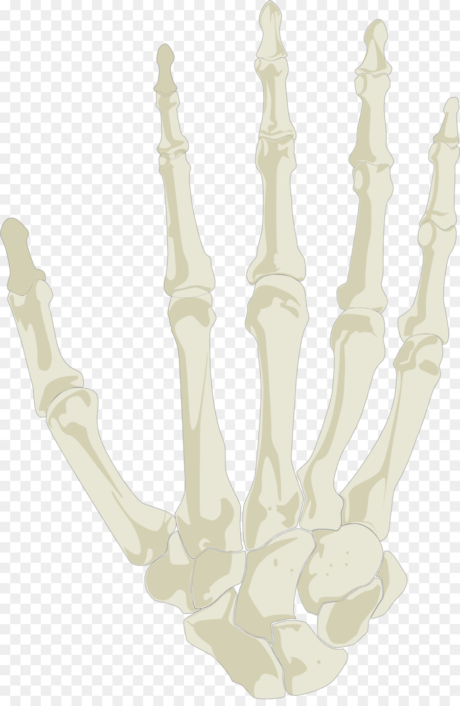 Hand Human skeleton Skull - hand png download - 1458*2214 - Free Transparent Hand png Download.