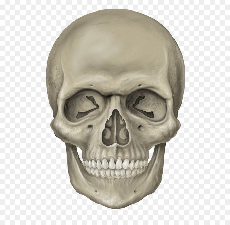 Skull Human skeleton - Skull Png Image png download - 776*1029 - Free Transparent Skull png Download.