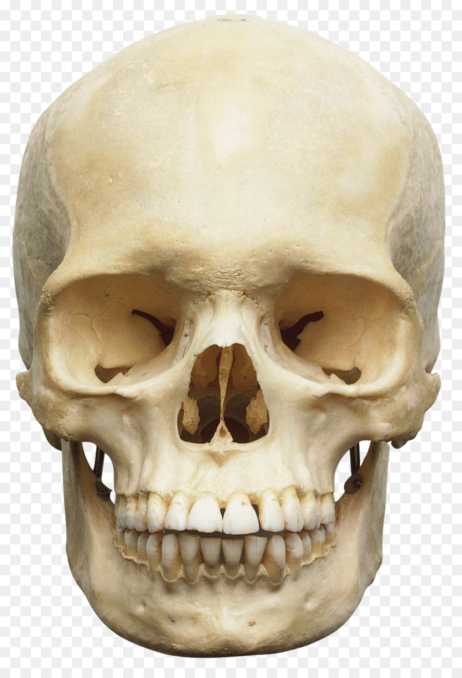 Skull Human skeleton Anatomy Human body Orbit - Skeleton png download - 960*1393 - Free Transparent  png Download.