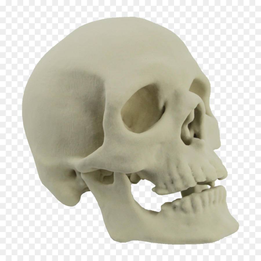 Skull 3D printing Skeleton Bone - skulls png download - 2440*2440 - Free Transparent Skull png Download.