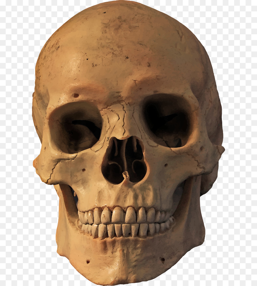 Human skull symbolism Human skeleton - skull png download - 676*1000 - Free Transparent Skull png Download.