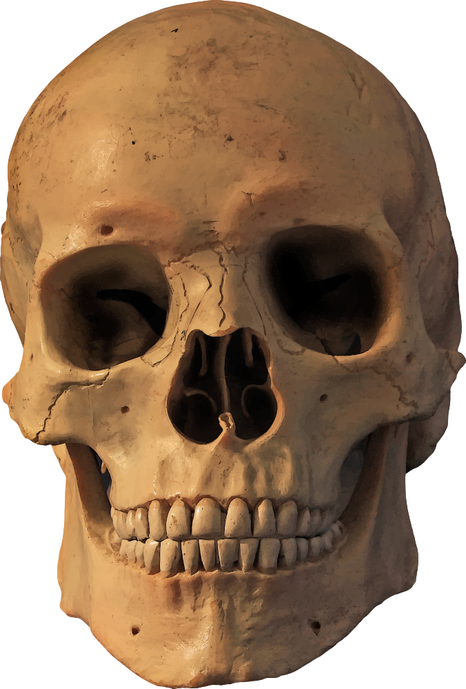 Human skull symbolism Human skeleton - skull png download - 676*1000