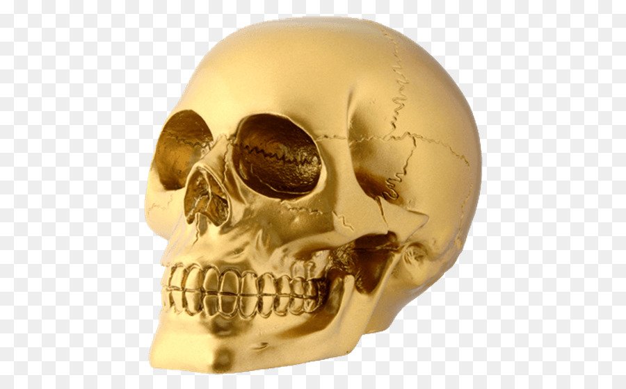 Skull Human skeleton Human head - skull png download - 555*555 - Free Transparent Skull png Download.
