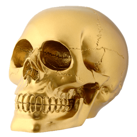 Skull Human skeleton Human head - skull png download - 555*555 - Free