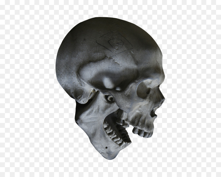 Human skull symbolism Skeleton Human anatomy - skeleton Head png download - 447*720 - Free Transparent Human Skull Symbolism png Download.