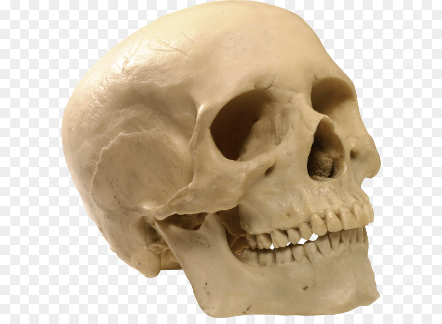 Skull Computer file - Skull Png Image png download - 2023*2018 - Free Transparent Skull png Download.