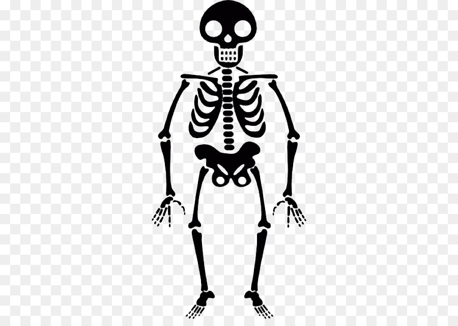 Human skeleton Icon - Halloween Skeleton Transparent PNG png download - 626*626 - Free Transparent Skeleton png Download.